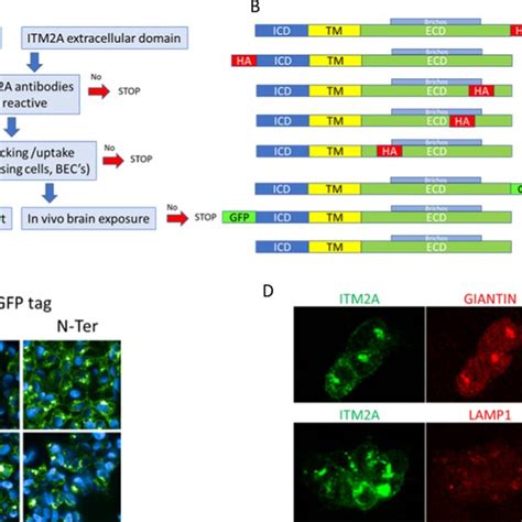 ITM2A Transport Assays A In Vitro Human Brain Transcytosis Model From