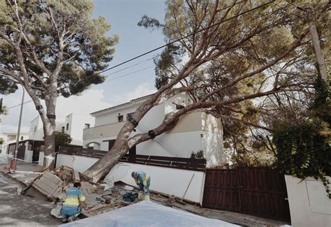 Los Estragos Del Temporal De Viento En Mallorca En Im Genes Diario