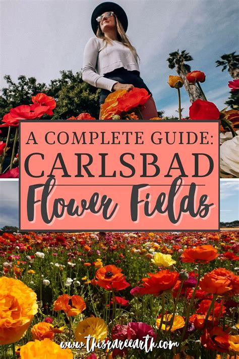 The Carlsbad Flower Fields Complete Guide - This Rare Earth