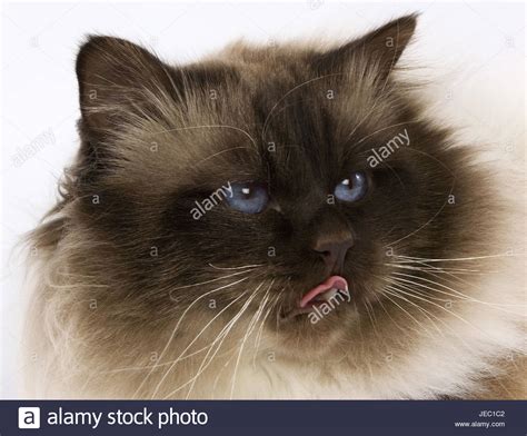 Burma cat, close up Stock Photo - Alamy