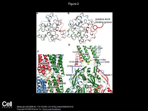 Assembly And Channel Opening In A Bacterial Drug Efflux Machine Ppt