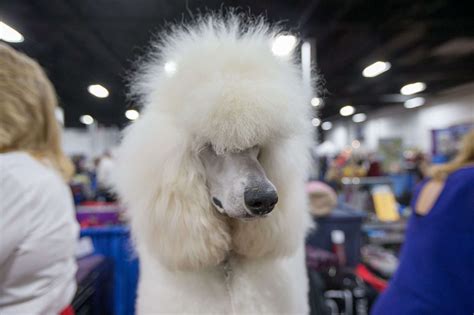 2018 National Dog Show Winners Photos