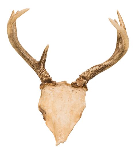 Vintage Deer Antlers Chairish