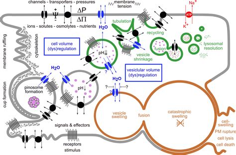 Frontiers From Pinocytosis To Methuosisfluid Consumption As A Risk