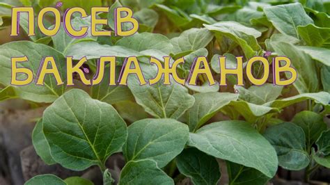 ПОСЕВ БАКЛАЖАНОВ НА РАССАДУ. КАК БЫСТРО ПОЛУЧИТЬ ВСХОДЫ И ПРЕДОТВРАТИТЬ ...