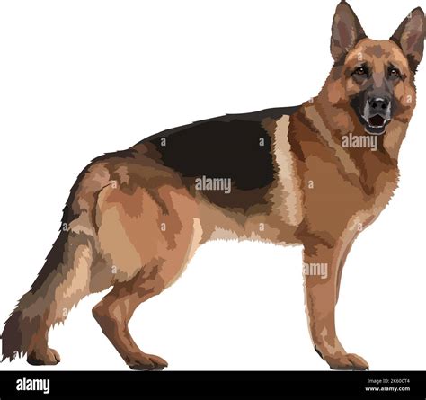 German Shepherd Dog Breed Realistic Color Vector Illustration Stock