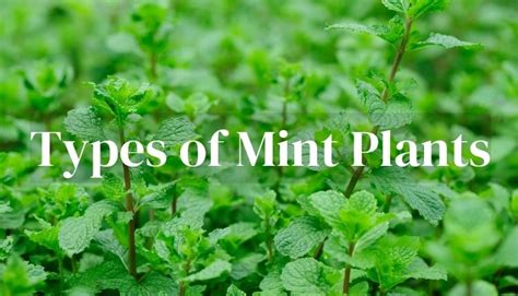 30 Different Types Of Mint Plants With Pictures Herbvity