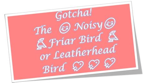 🇦🇺 🎦🐦 Gotcha Noisy Friar Leatherhead Bird Baldheaded Bird