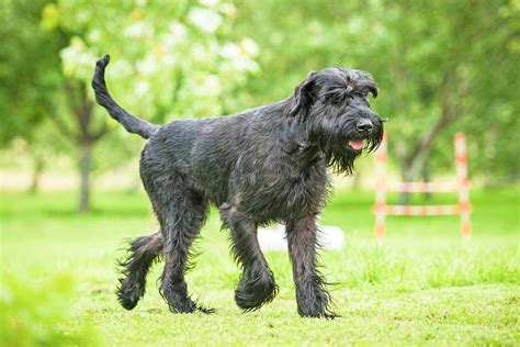 Giant Schnauzer Info, Temperament, Puppies, Pictures