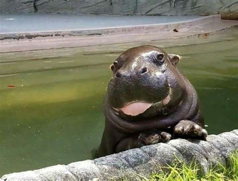 Very Cute Hippo Animals