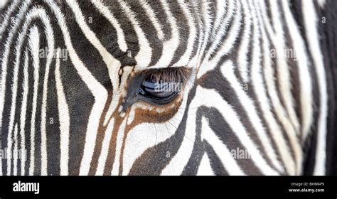 Gr Vy S Zebra Equus Grevyi White Background Studio Shot Detail Close Up