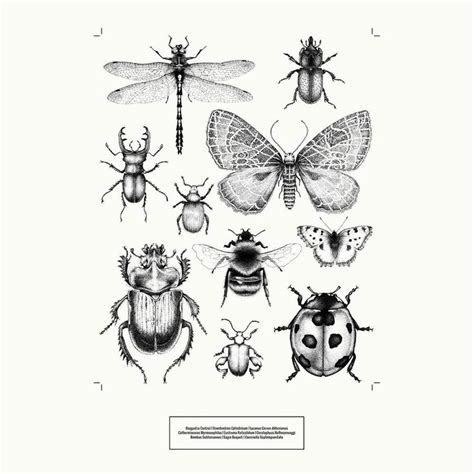 Entomology Print