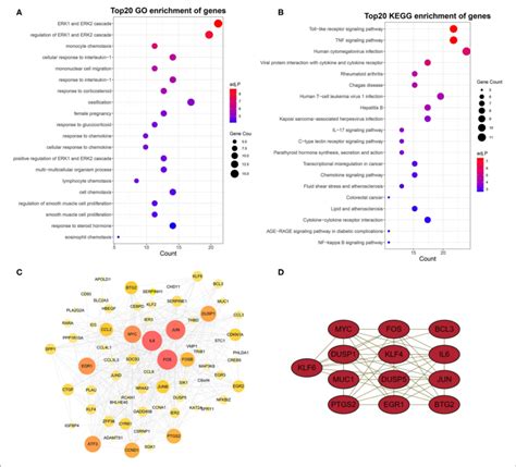 Go And Kegg Enrichment Analysis And Ppi Network And Hub Genes Go A