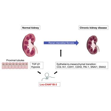 Long Non Coding Rna Lnc Chaf B Promotes Renal Interstitial Fibrosis