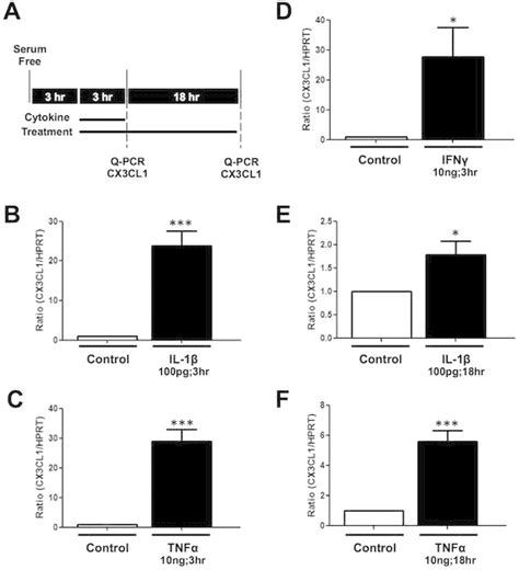 Il 1β Tnf α And Ifn γ Induce Cx3cl1 Mrna Synthesis In Human