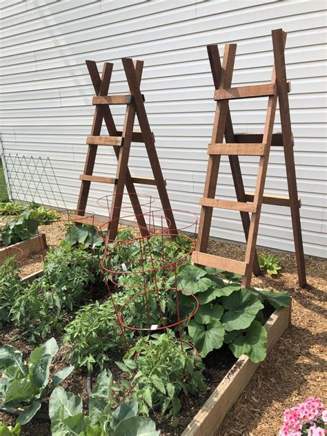 Vertical Trellis for Spaghetti Squash. | Diy garden trellis, Vegetable ...