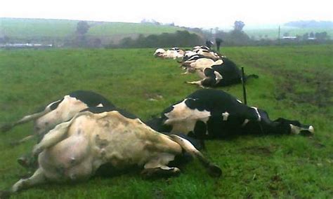 Raio Mata 21 Vacas Em Fazenda Do Rio Grande Do Sul Jornal O Globo