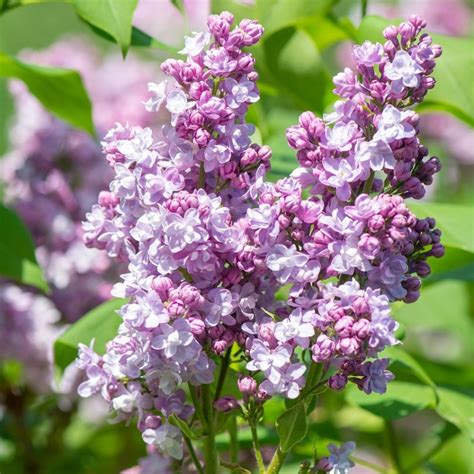 Lilas Blanc Syringa Vulgaris Katherine Havemeyer Pot De 5L