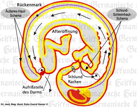 Äußere Haut Schema Begriffe in der Germanische Heilkunde