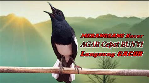 Terapi Awal Kacer Ngeplong Gacor Untuk Pancingan Kacer Bahan Langsung