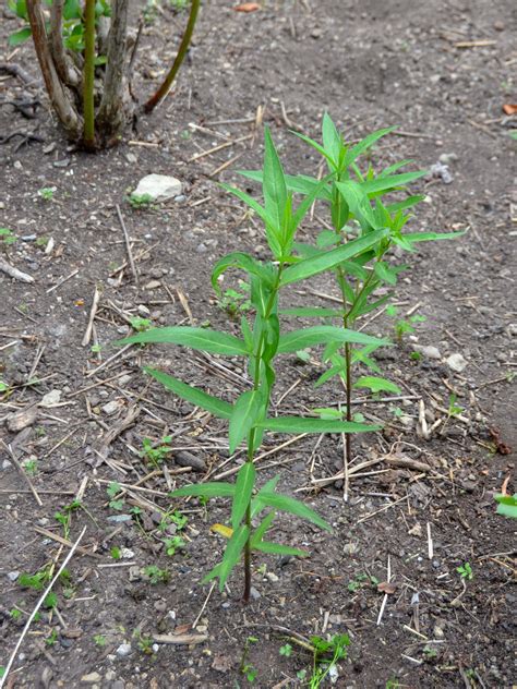 Growing Milkweeds Our Habitat Garden