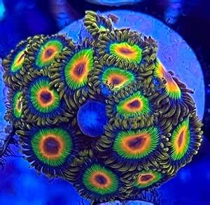 Amazon CoralSLover Live Saltwater Coral Frag Rasta Zoanthids 3