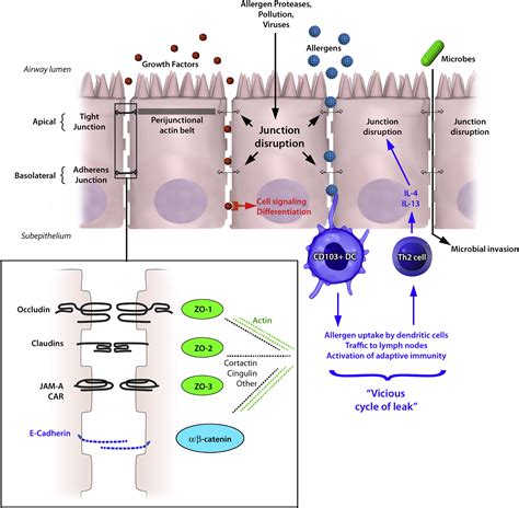 Epithelial Barrier Function At The Front Line Of Asthma Immunology And