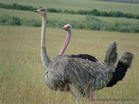 ostrich the biggest bird in kenya wild life park. | Download ...