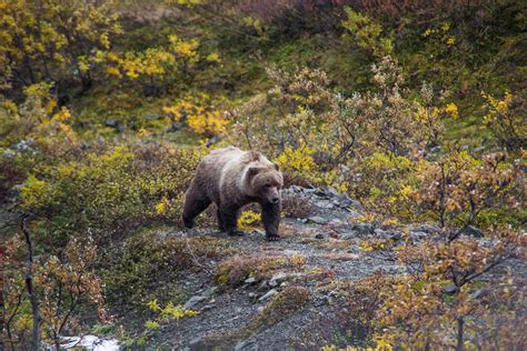 Life in Alaska on Behance