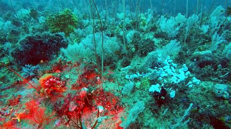 Zweites Great Barrier Reef Vor Australiens K Ste Entdeckt