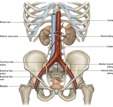 Iliac Vessels Musculoskeletal Key