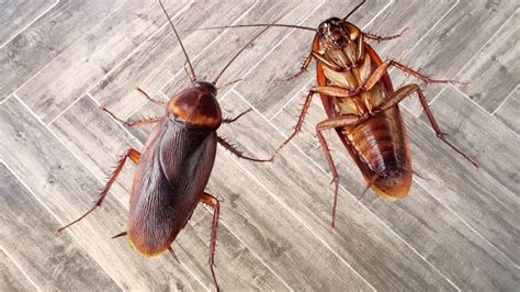 American Cockroach vs. Wood Roach: Their Differences