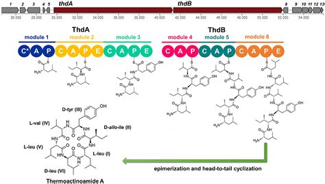 Frontiers Identification Of The Biosynthetic Gene Cluster Of