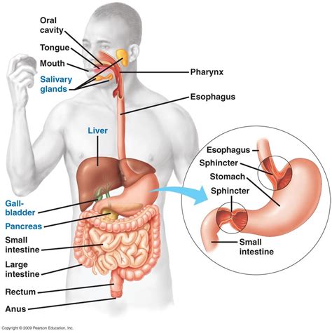 Digestive System Labeling Worksheet Diagram Quizlet