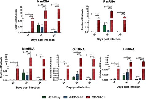 Frontiers Phosphoprotein Gene Of Wild Type Rabies Virus Plays A Role