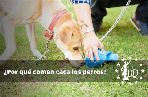 Por Qué Comen Caca los Perros 5 Razones