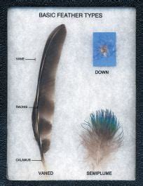 Basic Feather Types Educational Display