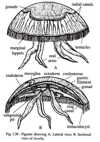 Aurelia Aurita Anatomy