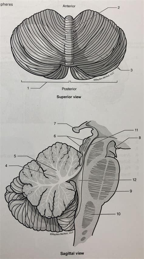 Cerebellum Diagram Quizlet