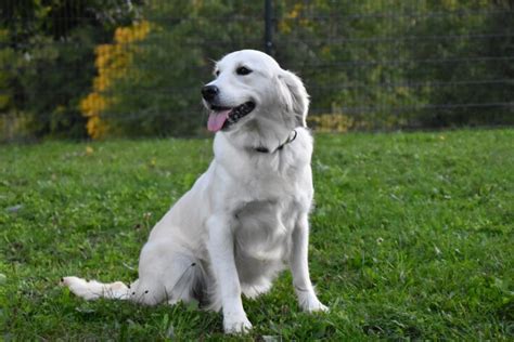 Hündinnen Golden Retriever Zucht of Rough Diamond