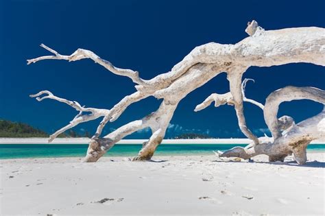 Rbol De Madera Blanca En La Incre Ble Playa De Whitehaven Con Arena