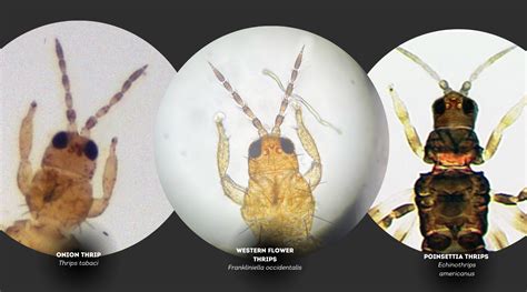 Managing Thrips How To Id Thrip Species Growliv Biologicals