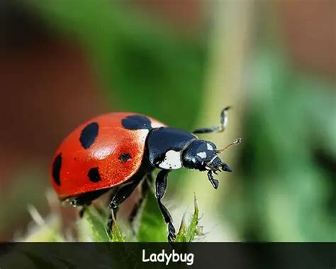 Fun Ladybug Facts For Kids