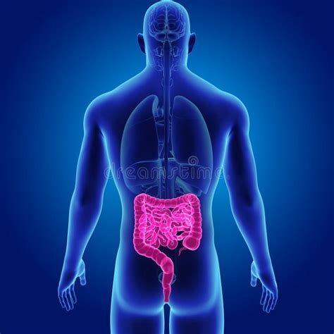 Intestino Umano Con La Vista Del Posteriore Degli Organi Illustrazione