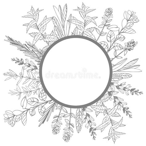 Vector Frame With Hand Drawn Herbs Sketch Illustration Stock Vector