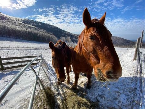 Premium Photo | Horse standing in snow