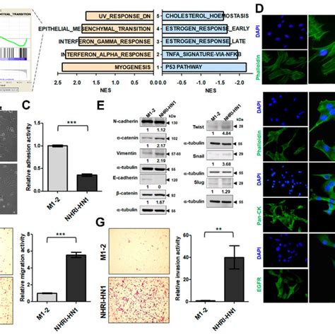 Inhibition Of Extracellular Signal Regulated Kinase Erk Activation