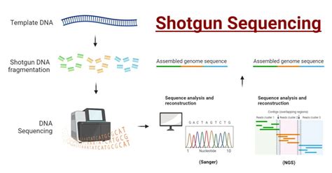 Shotgun Sequencing: Principle, Types, Process, Uses, Diagram