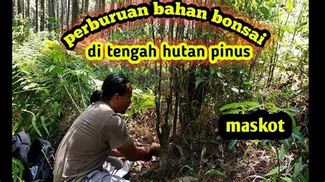 Berburu Bahan Bonsai Di Tengah Tengah Hutan Pinus Bolang Dongkel Alam