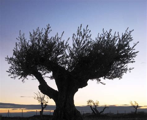 The Olive Tree In Ancient Greek Tradition And Mythology